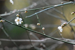梅の花