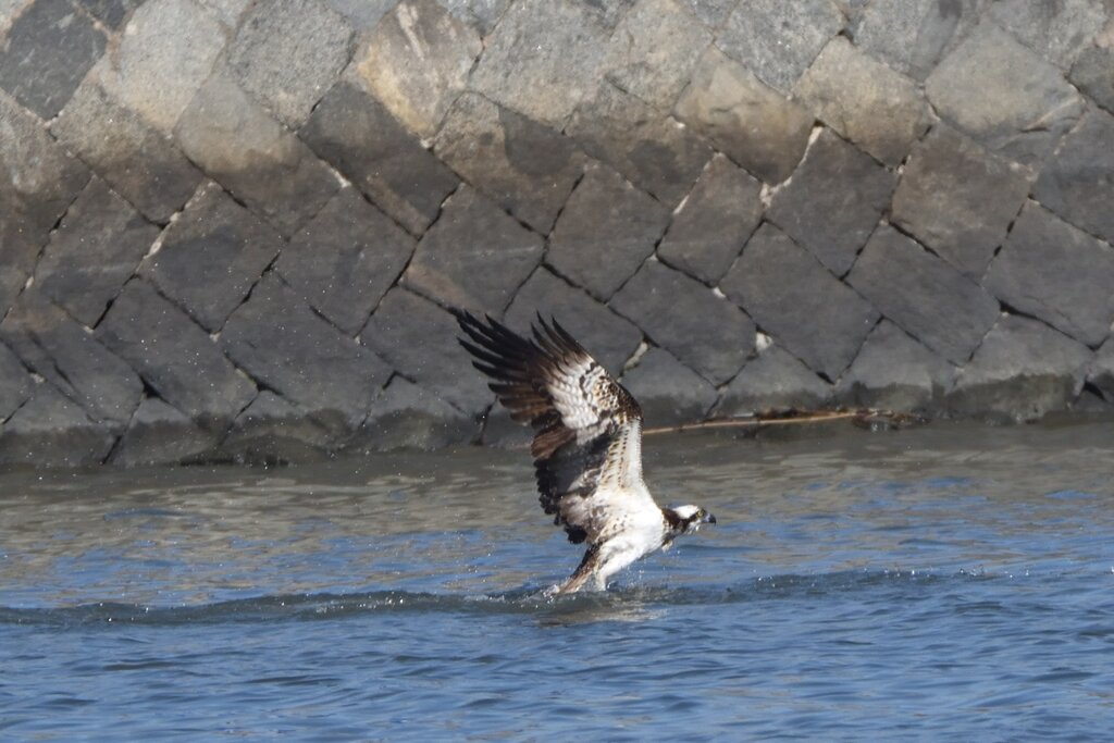 ミサゴ　獲ったか？