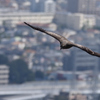 鳶　油山より