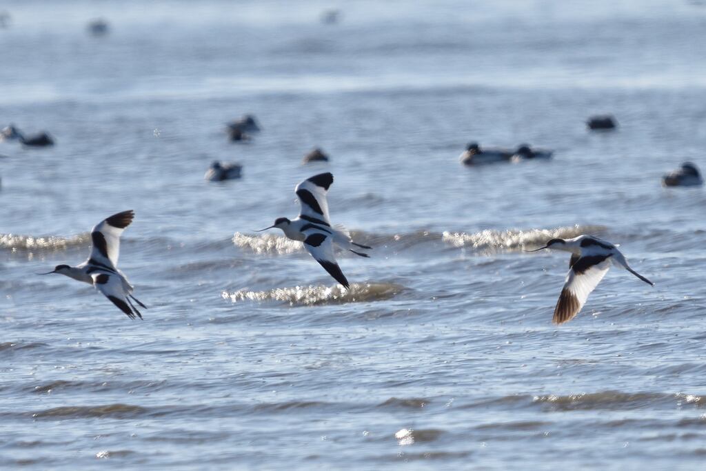 ソリハシセイタカシギ（アボセット）