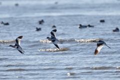 ソリハシセイタカシギ（アボセット）