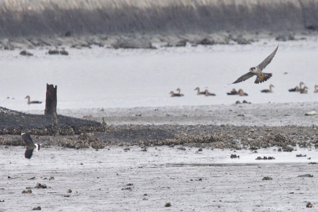 追うハヤブサ　逃げるタゲリ2