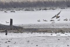 追うハヤブサ　逃げるタゲリ2