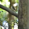 キビタキ　♀