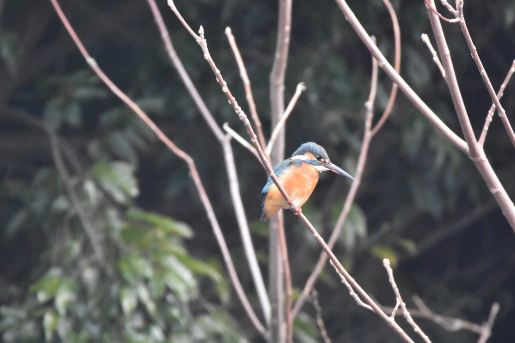 今年初カワセミ