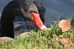 勝盛公園のコクチョウ