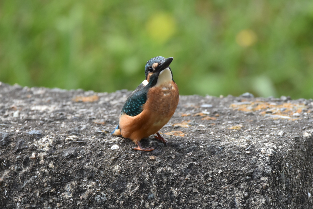 カワセミ