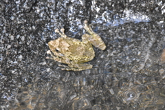 カジカガエル