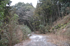 雪降る林道