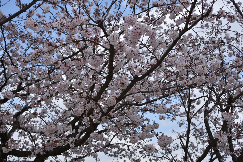 公園のサクラ