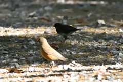 クロツグミとアカハラのツーショット