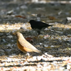 クロツグミとアカハラのツーショット