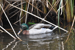 大濠公園のカモさん