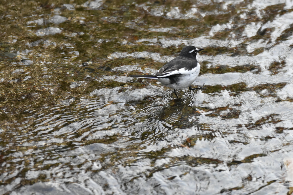 セグロセキレイ　西油山