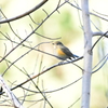 ルリビタキ　♀