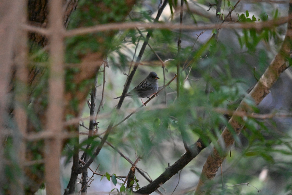 久しぶりのクロジさん