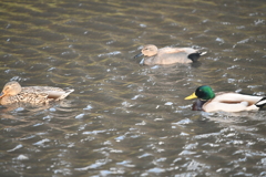 オカヨシガモとマガモ