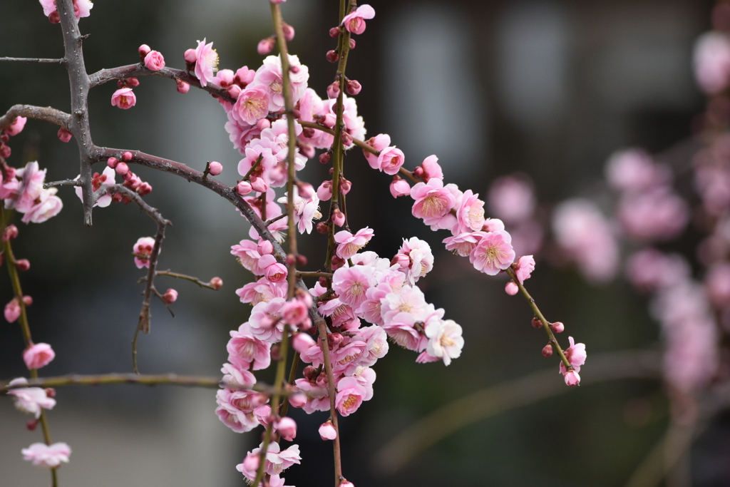 梅の花