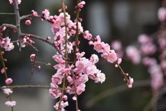 梅の花