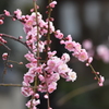 梅の花