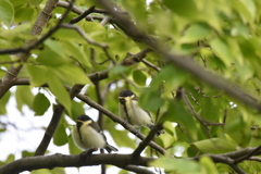 シジュウカラの幼鳥さん