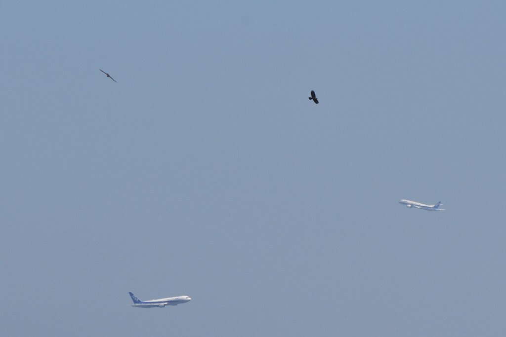 飛行機とハチクマ