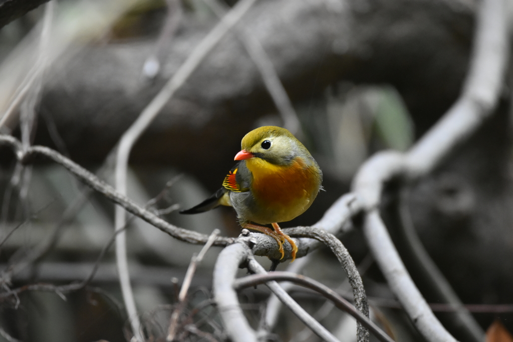 ソウシチョウ　西油山