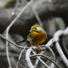 ソウシチョウ　西油山