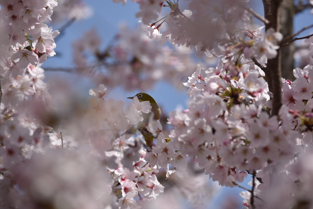 メジロと桜