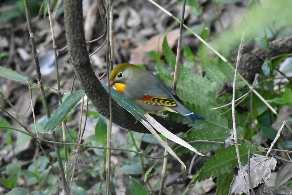 ソウシチョウ　油山