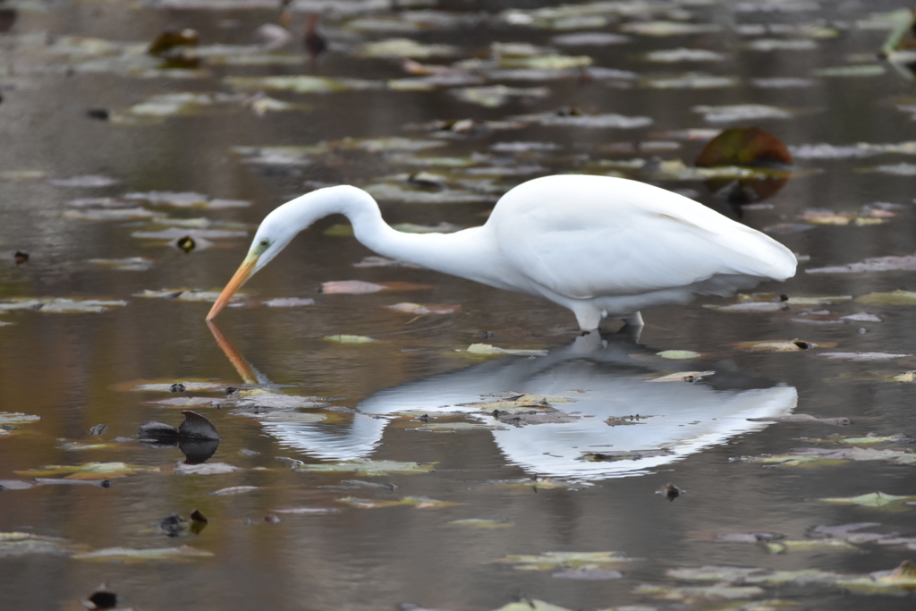 よーく狙って！