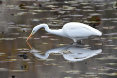 よーく狙って！