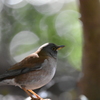 シロハラ　西南の杜湖畔公園