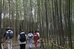 嵯峨嵐山の竹林