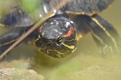 アカミミガメ