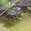 アカミミガメ