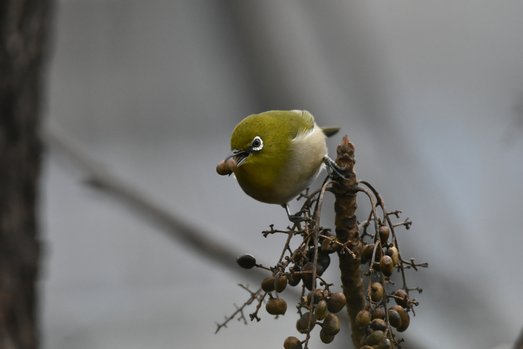 メジロ　西南の杜湖畔公園