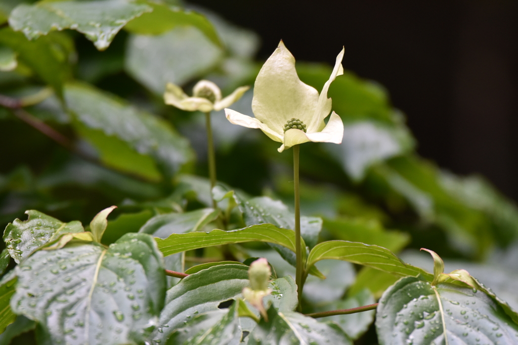 ヤマボウシの花