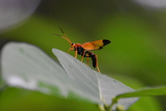ヒメバチ
