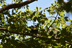 何が隠れているでしょう？