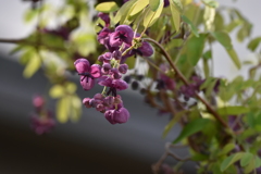 自宅に咲いているアケビの花