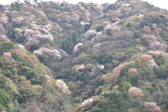 大分市小岳のヤマザクラ