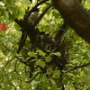 千葉公園のオナガの巣