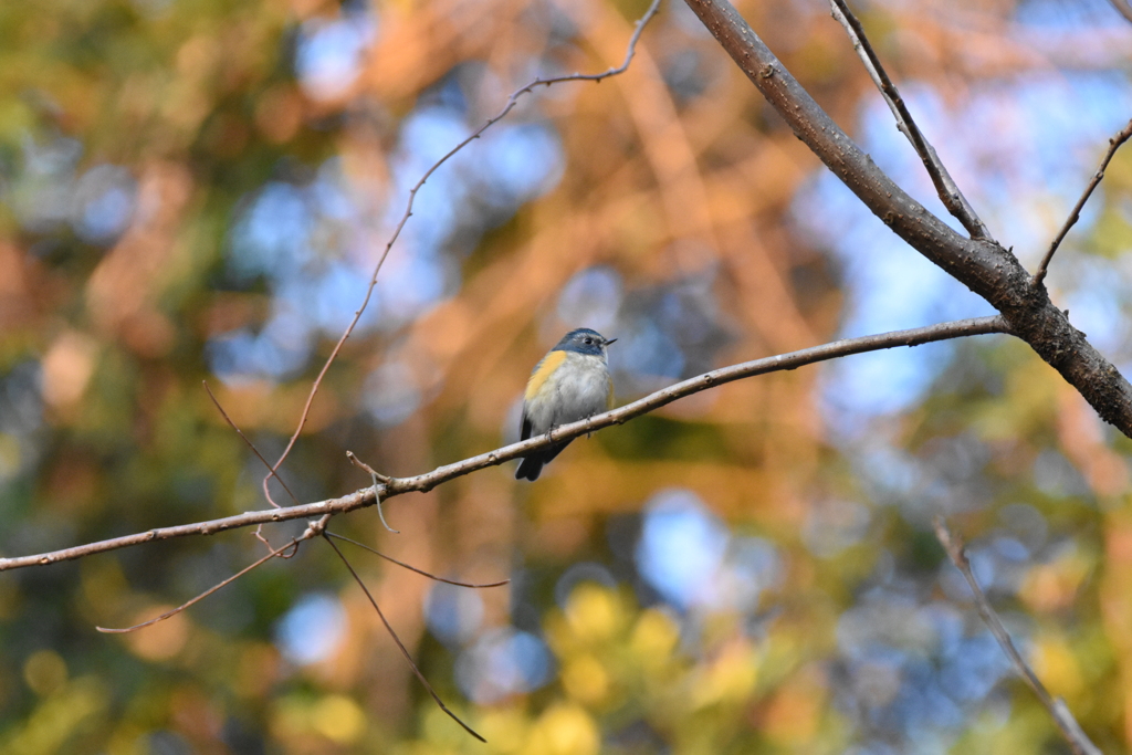 今年の初鳥　ルリビタキ♂