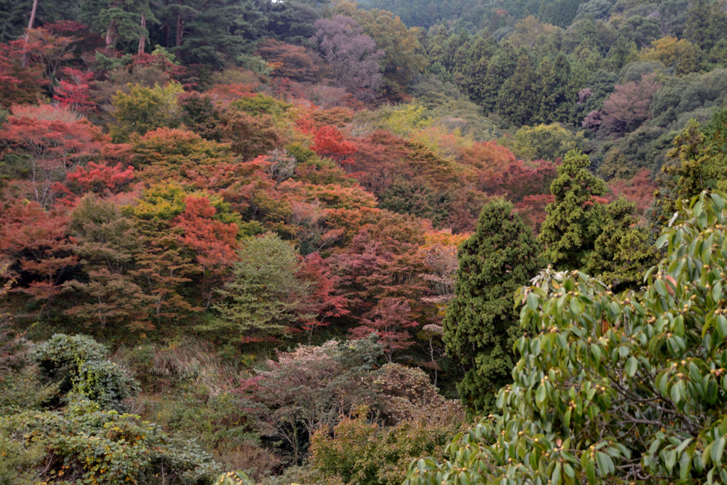 吊り橋から見た紅葉