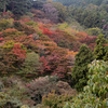 吊り橋から見た紅葉