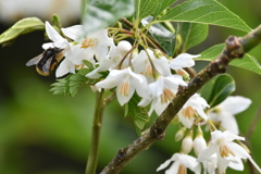 エゴノキの花