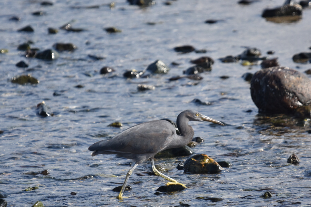 クロサギ　初撮り