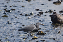 クロサギ　初撮り
