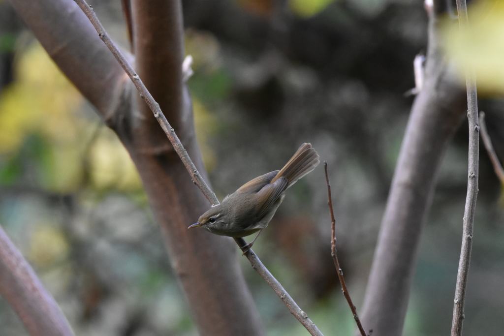 ウグイス　西油山
